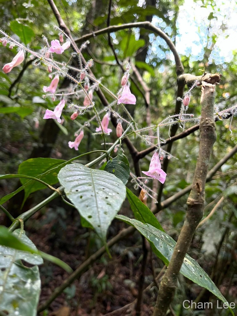 Strobilanthes habracanthoides J.R.I.Wood